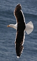 Great black-backed gull flying - B